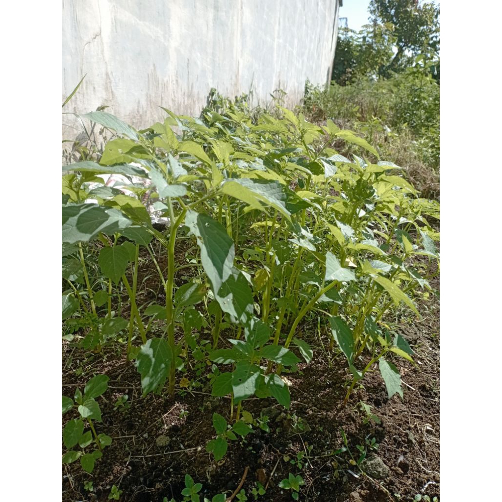 

ciplukan segar, tanpa tanah, 500g cabut langsung Peking