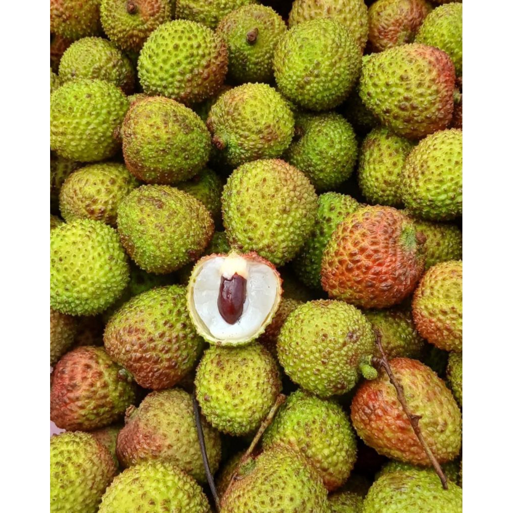 

READY LECI HIJAU MANIS DAGING TEBAL JUAL LECI MALANG MURAH GRATIS ONGKIR