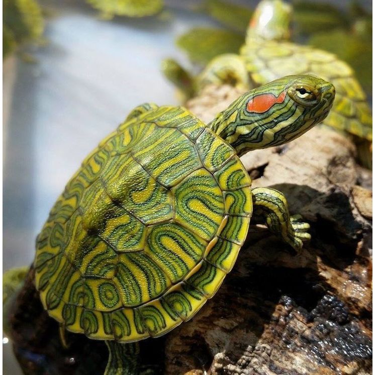 Kura kura Brazil size 12cm / Hiasan Aquarium Kura-kura Brazil 10cm