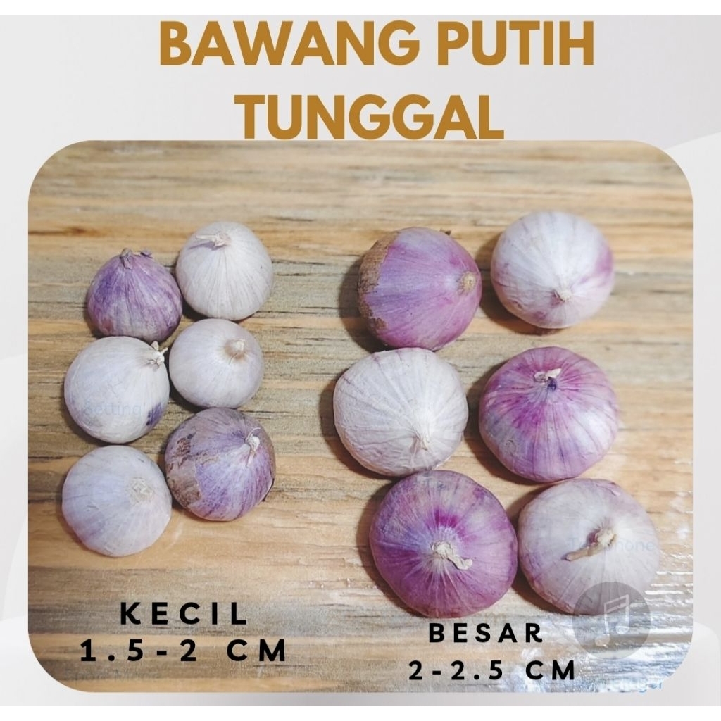 

BAWANG PUTIH TUNGGAL BAWANG LANANG BESAR