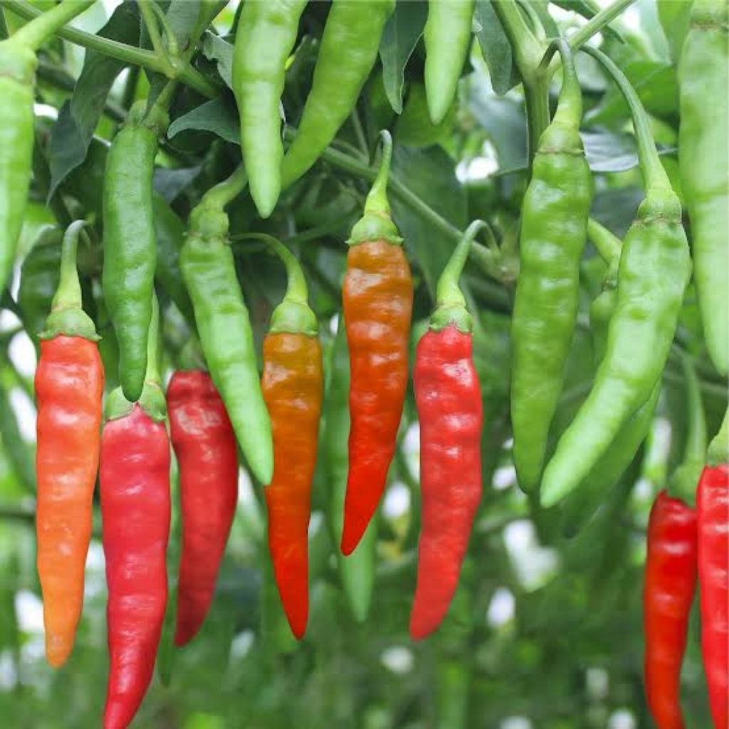 15 biji Bibit benih cabe rawit pedas cabe rawit unggul