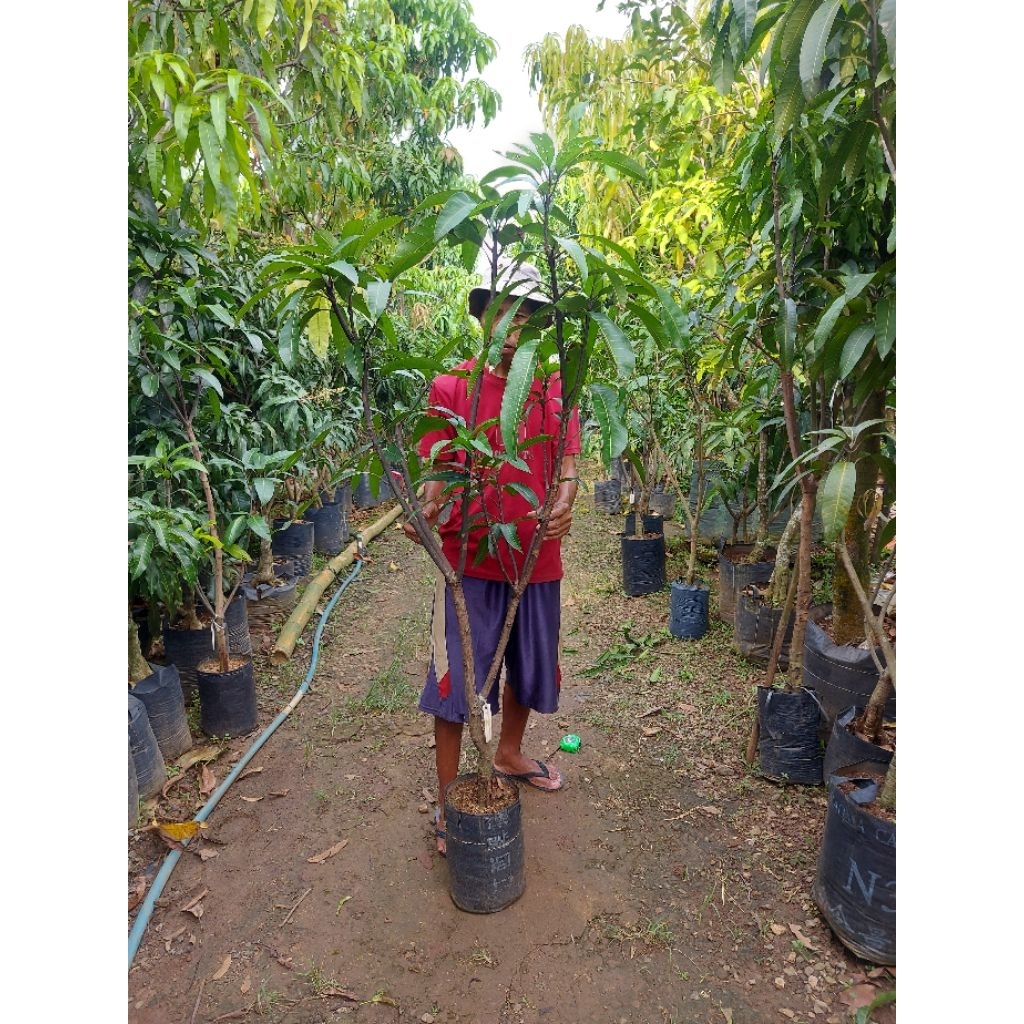 Mangga XI SHIE  cangkok susu