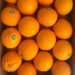 

Jeruk Sunkist Navel( segar manis)900-1000 gram