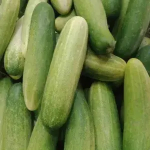 

TIMUN LOKAL BESAR 500 GRAM