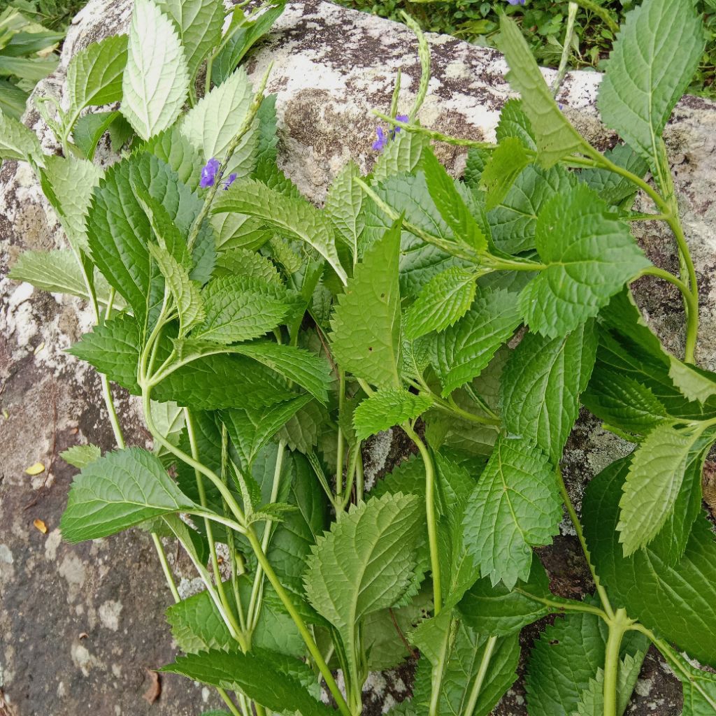 

daun pecut kuda segar 1000 gram