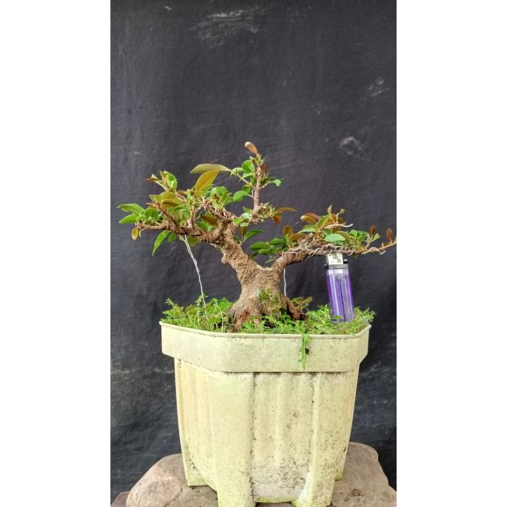 bonsai iprik silver sesuai gambar