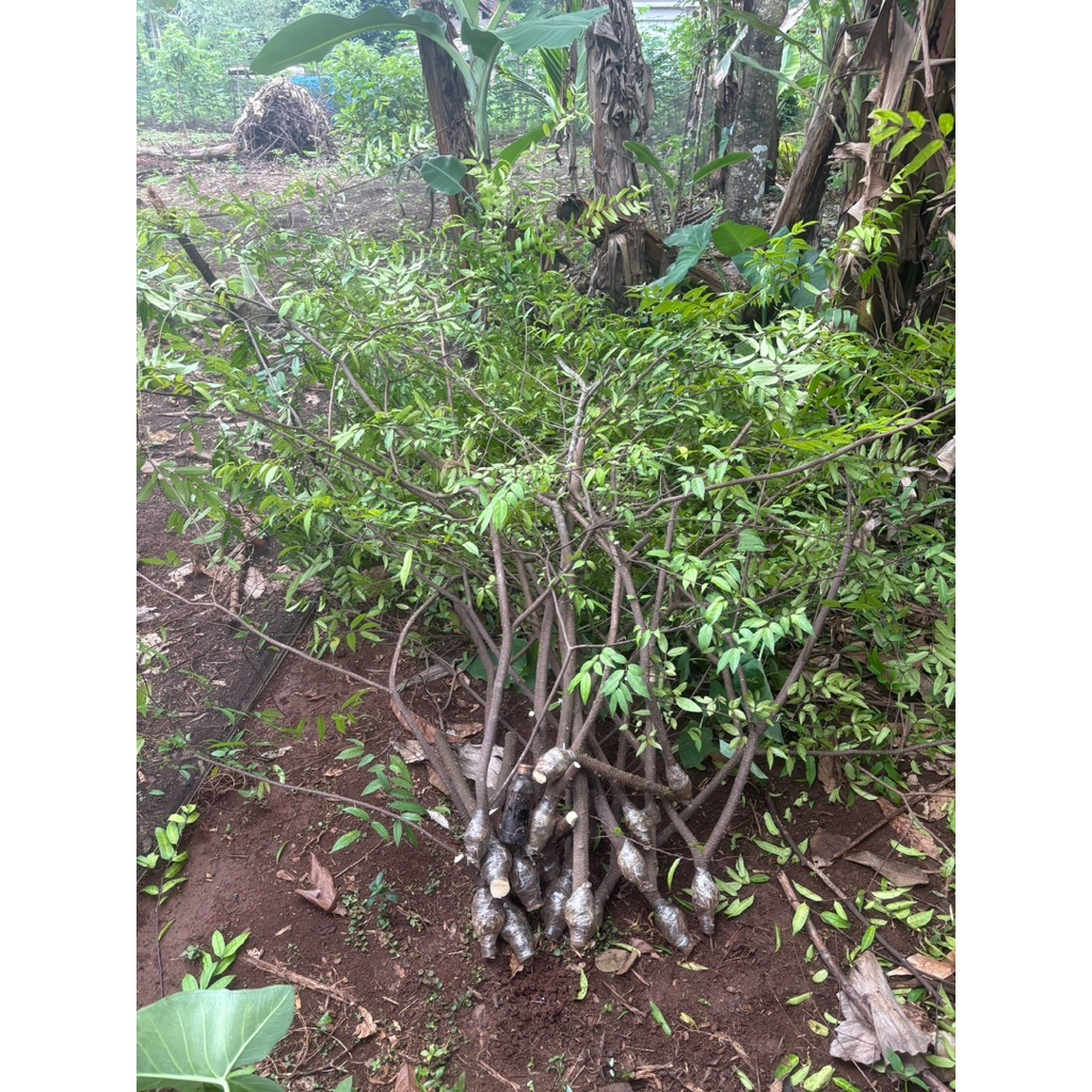 Cangkokan anting putri