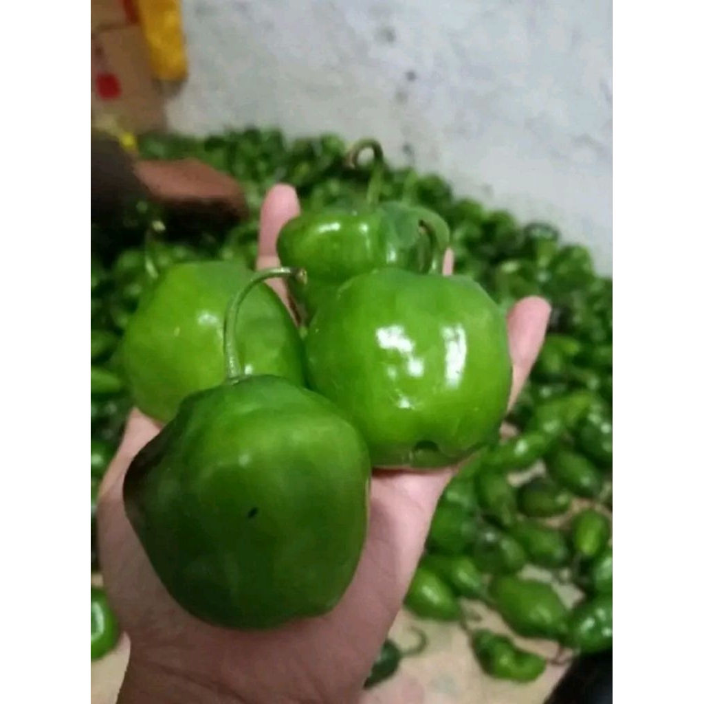 

cabe gendot super spesialis pengiriman pulau Kalimantan Sumatera Riau tahan busuk 500g