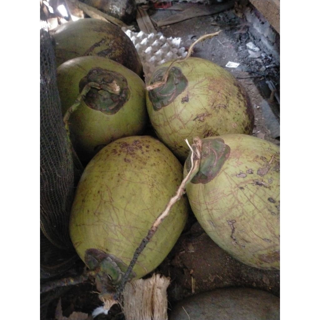 

kelapa_kopyor_utuhkulitnya