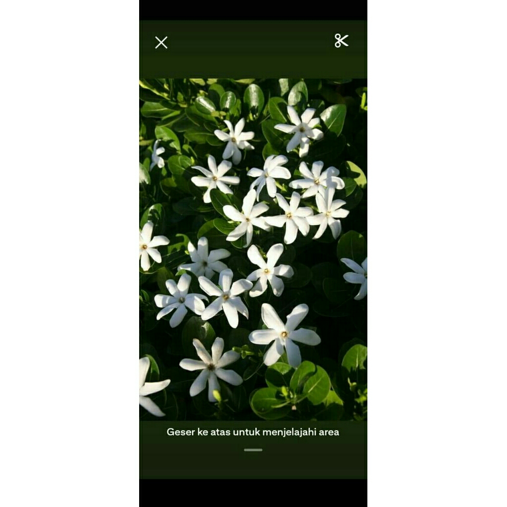 tanaman melati gardenia