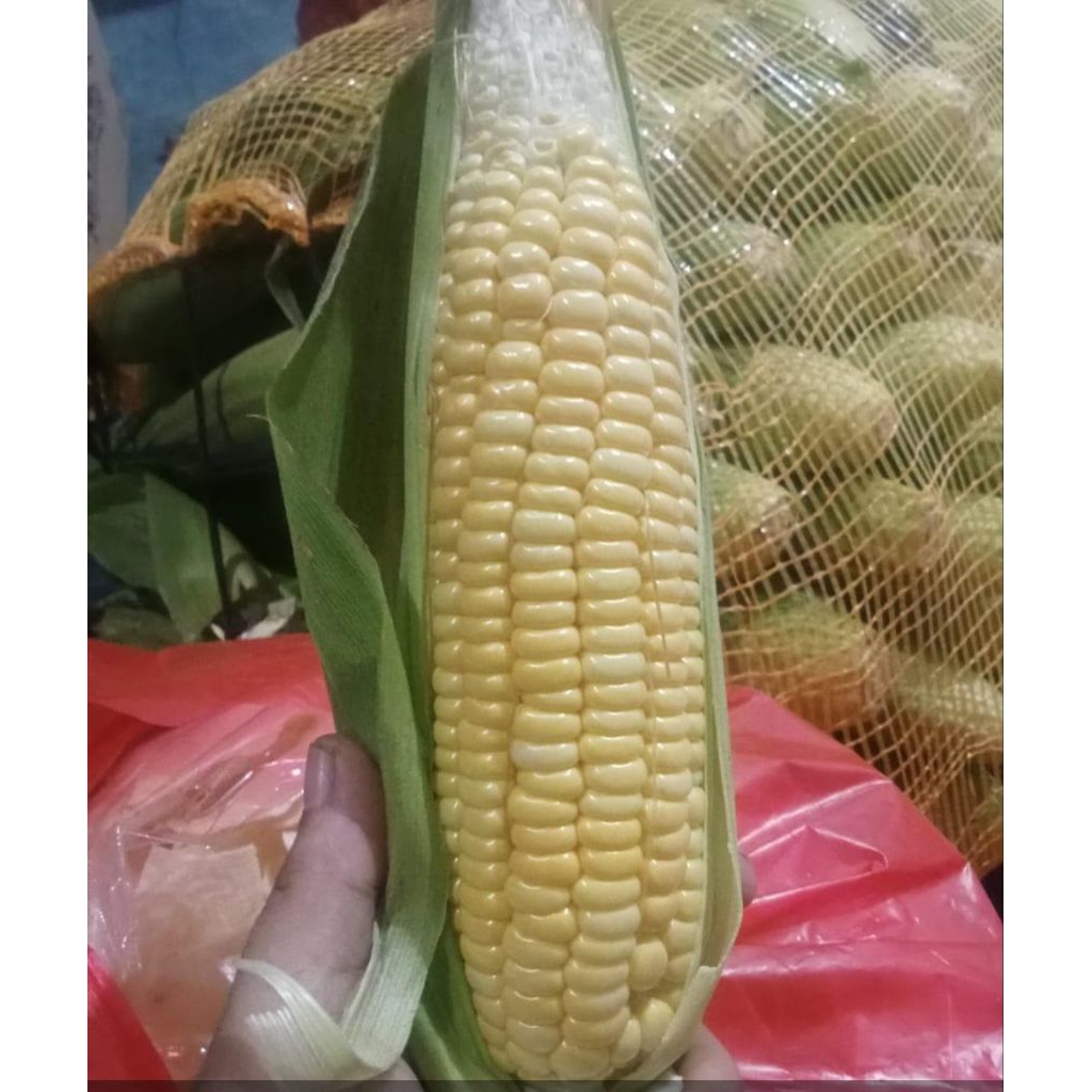 

Jagung Manis jagung asli Bojonegoro jagung enak jagung kuning 1kg