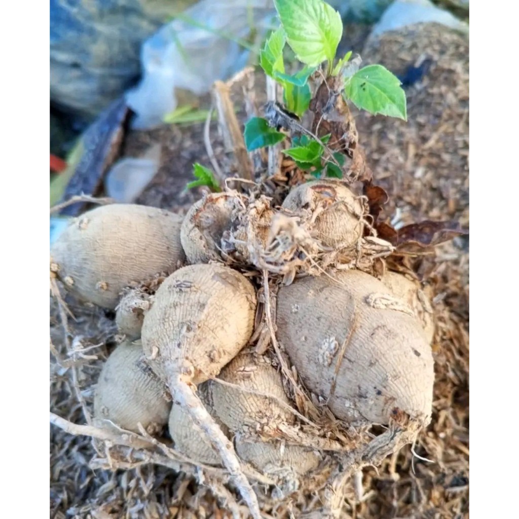 Sejumpun Umbi Dahlia - Bunga Dahlia Warna Cantik