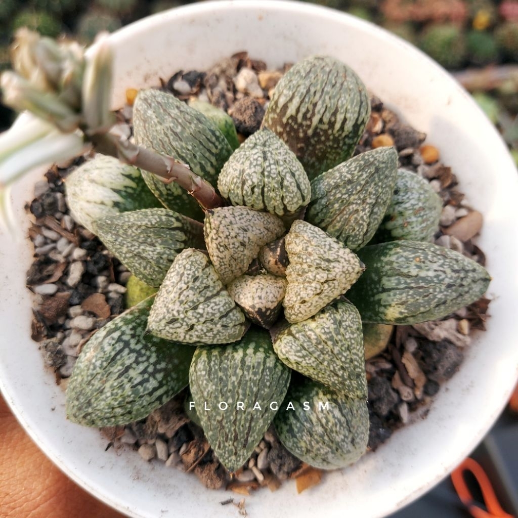 Haworthia picta 'Chrysophoron'