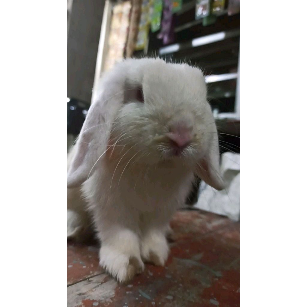 kelinci holland lop jantan frosty dewasa