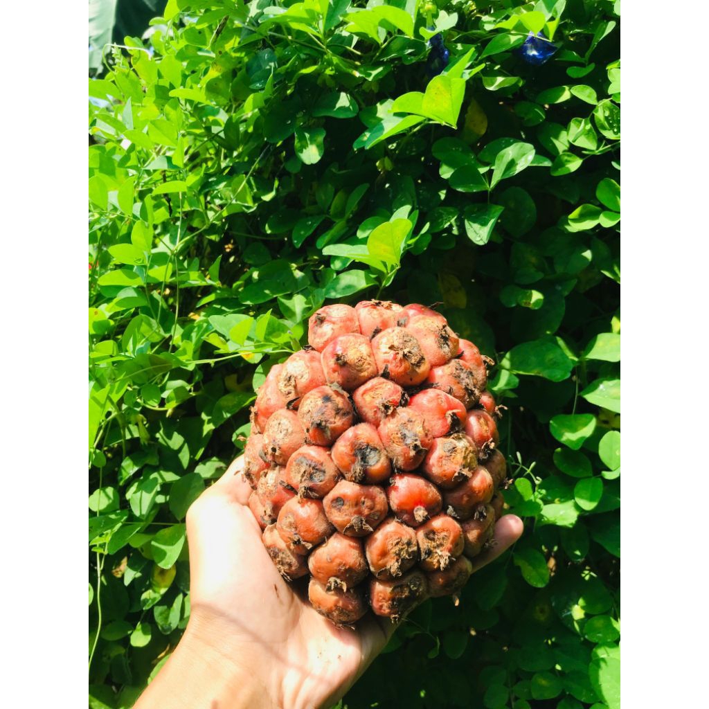 

Buah honje/kecombrang segar di jual per 1 kg