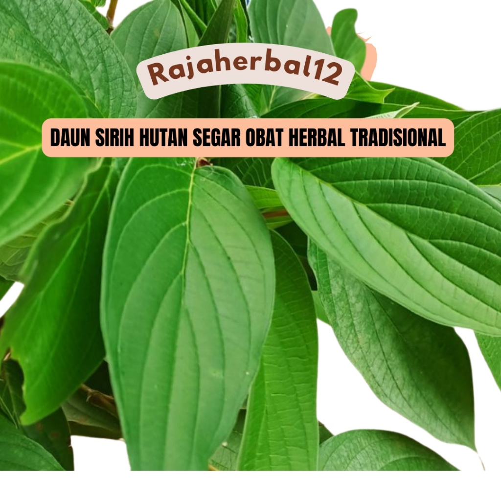 

Daun Sirih Hutan Segar 100 Lembar – Obat Herbal Alami, Fresh Saat Order