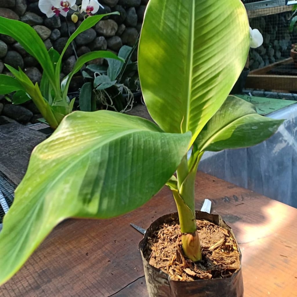 BIBIT pisang kepok tanjung Bonggol KECIL pisang kepok