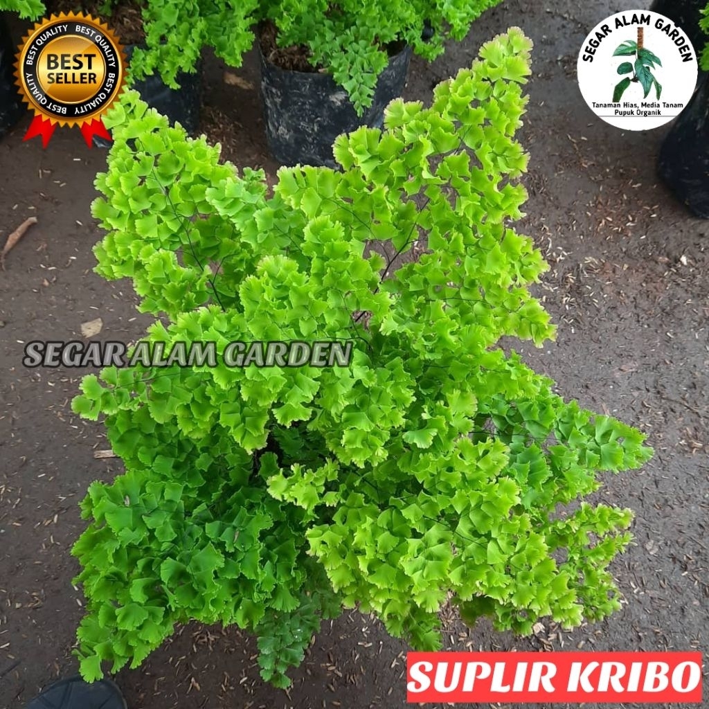 Tanaman Hias Suplir Kriwil Kribo RUMPUNAN - Suplir KRIBO