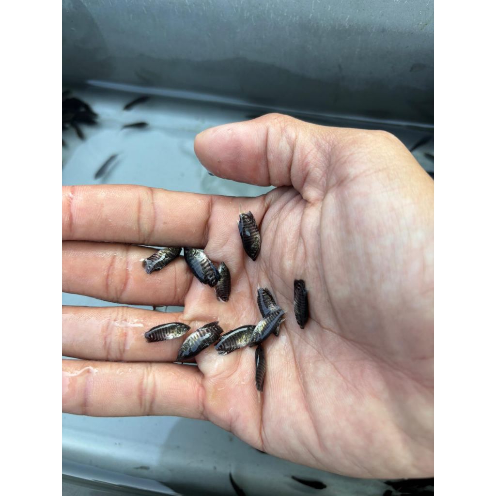 paketan gurame soang nguaci 50 ekor