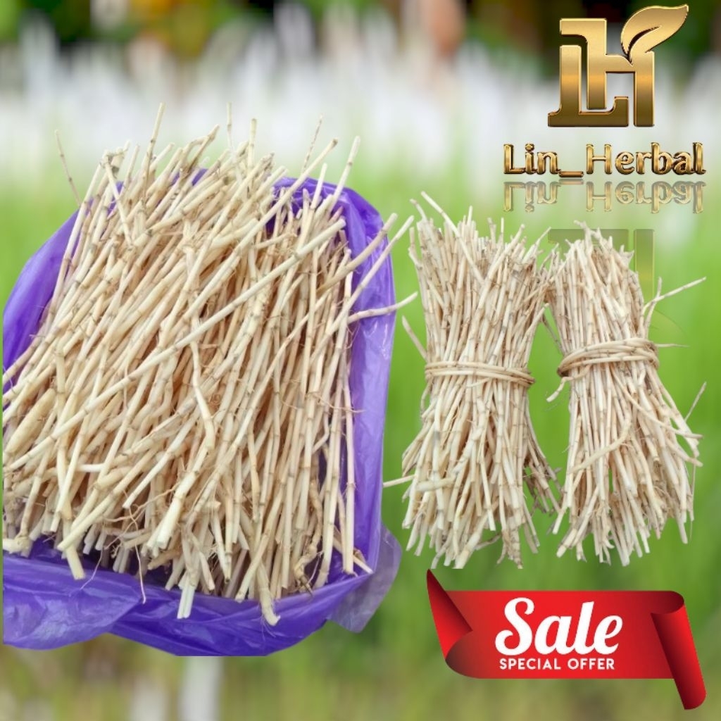 

Akar Alang-Alang Segar-Akar Ilalang Segar Kemasan 300 Grm