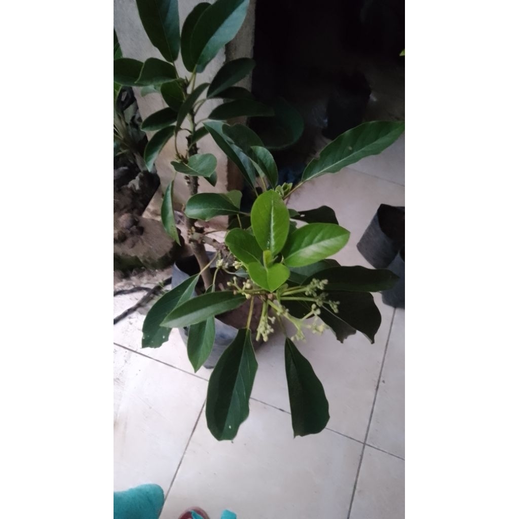 bibit alpukat berbunga.10kilo