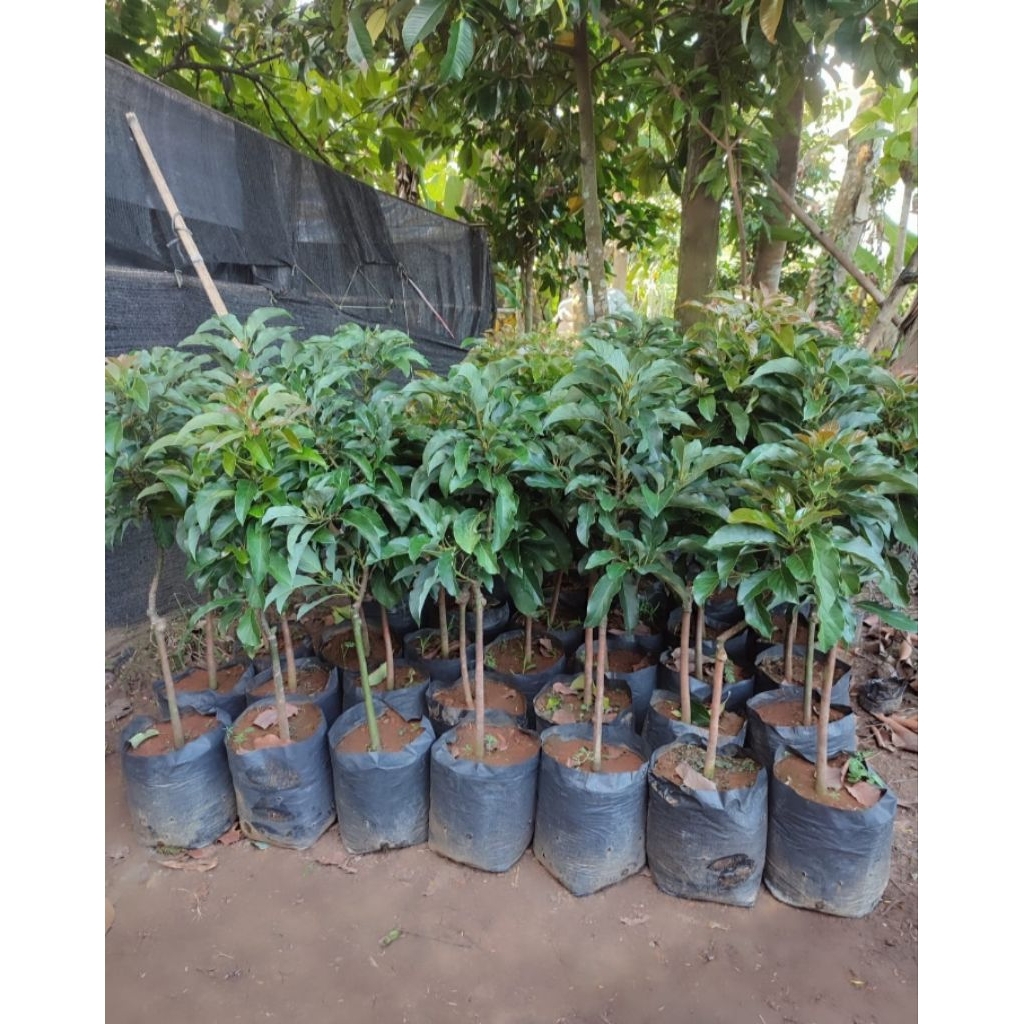 

bibit premium alpukat aligator 70 cm keatas