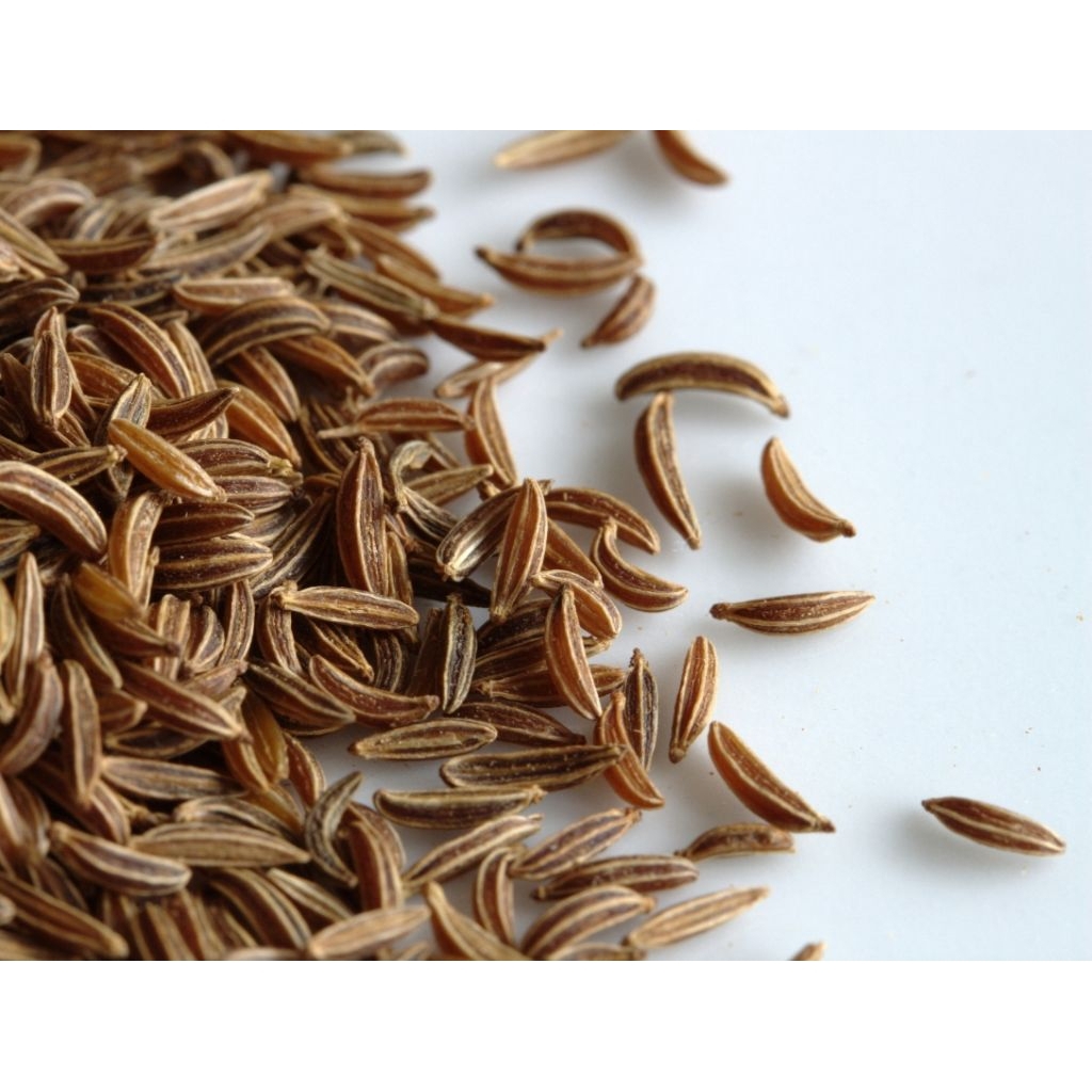 jintan putih / jinten caraway / jintan masak