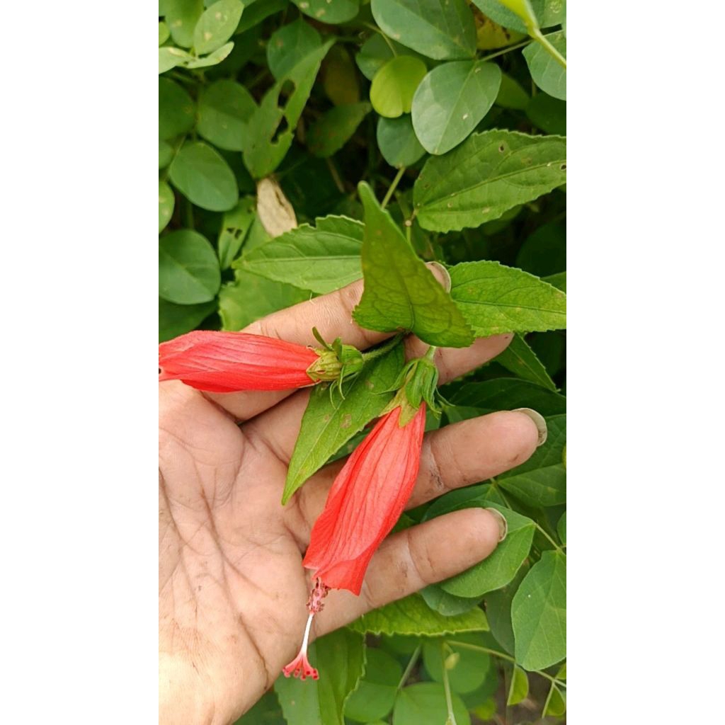 

10 kelopak bunga sepatu kuncup, bunga tanaman sepatu kuncup untuk herbal.