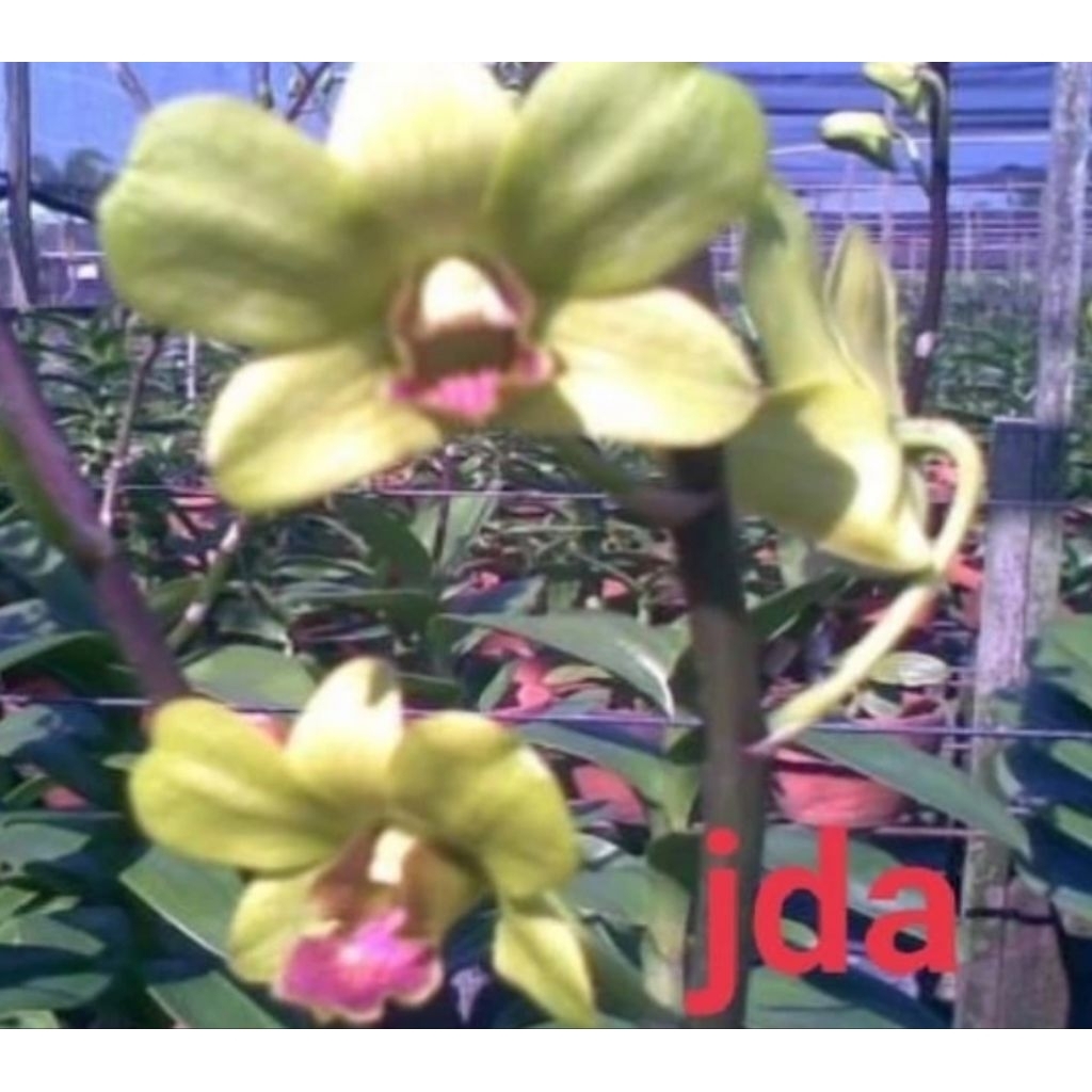 Anggrek dendrobium id pop/ popy