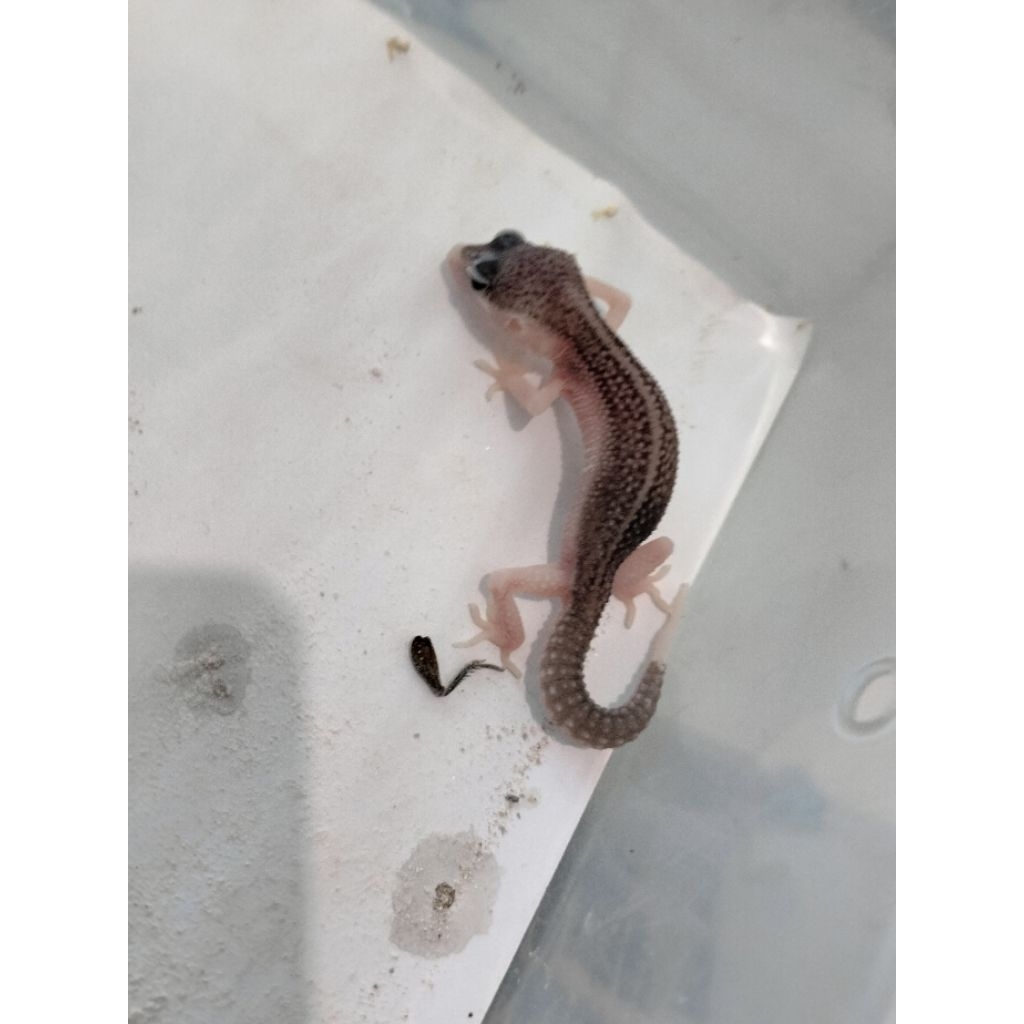 Mainan anak - Gecko senyum, super snow / pied