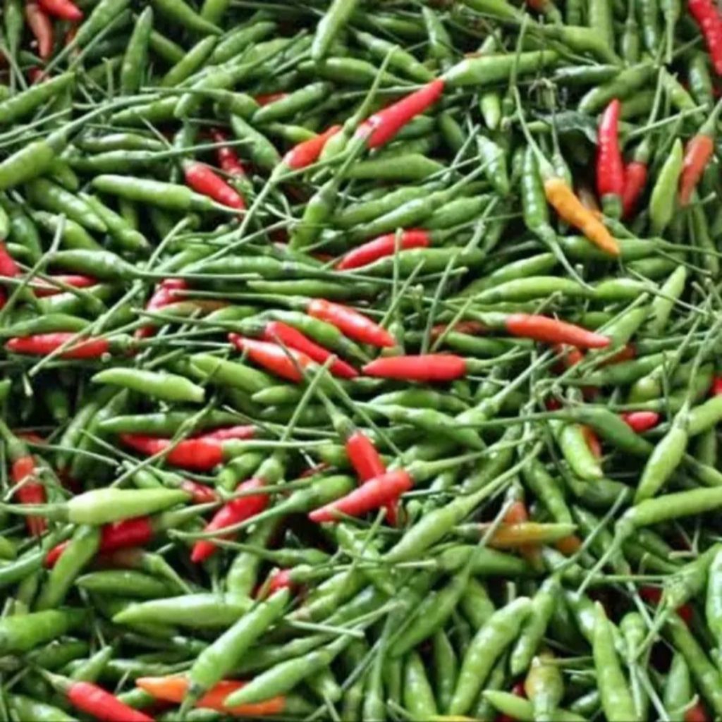 

cabe rawit super pedas petik dadakan msih segar dan fres berat bersih (1kg)