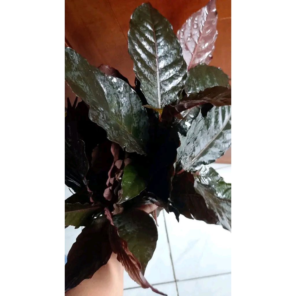 

daun ungu / handeuleum 50 lembar