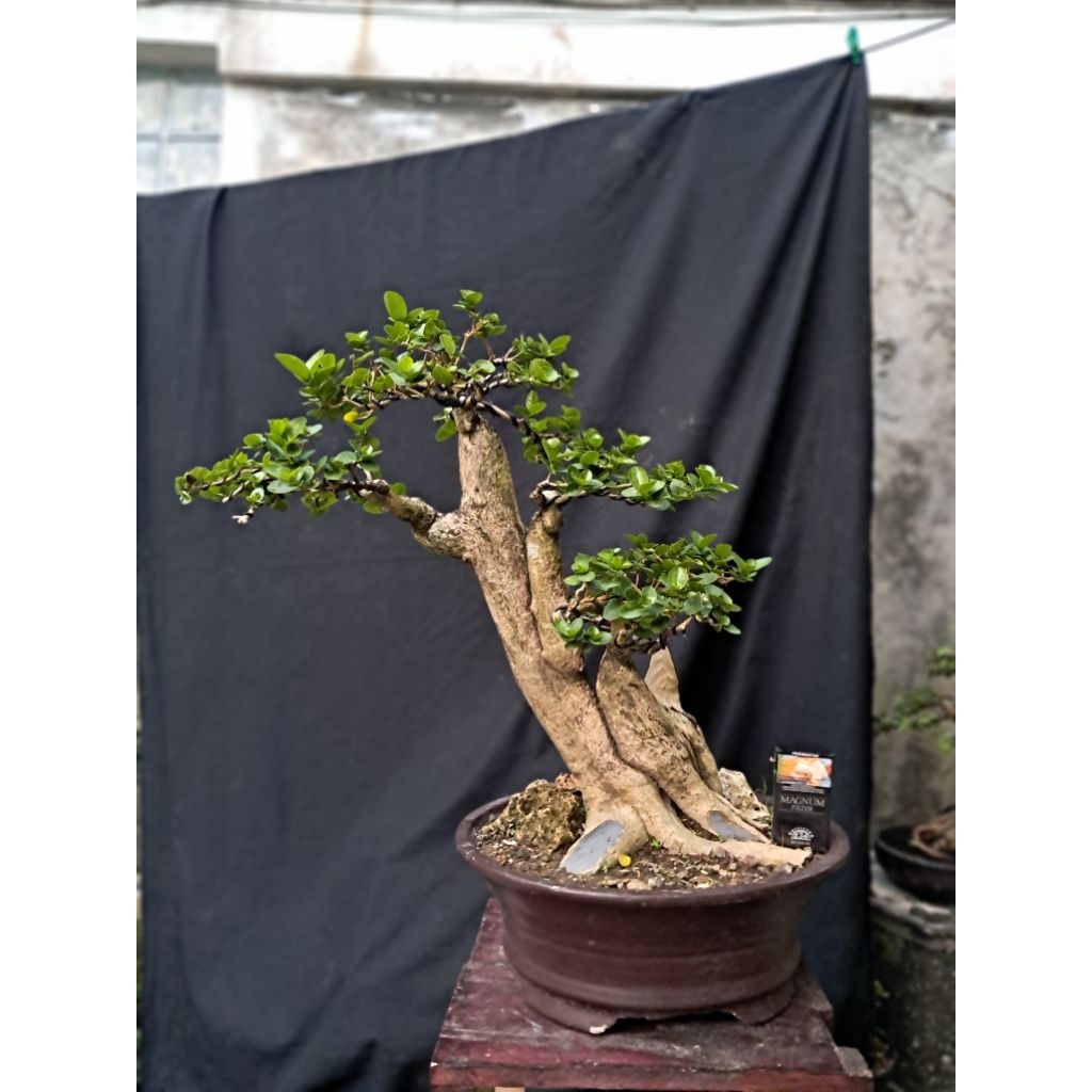 Bonsai sancang Batang Besar / Bonsai Wacang