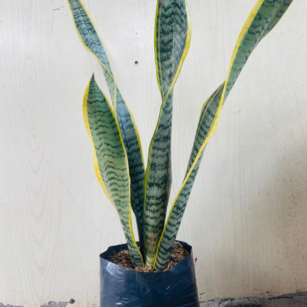 Tanaman/Bunga Lidah Mertua sensivera Tanaman murah aestetik keren cocok untuk taman halaman tinggi-+