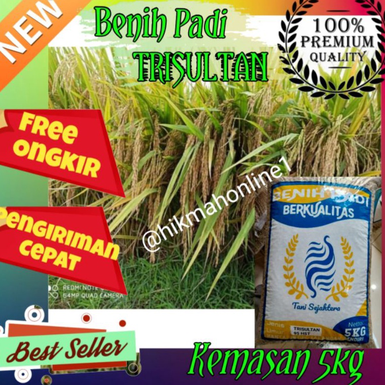 KODE R34X Benih Bibit Padi Trisultan Tri Sultan Unggul Kemasan 5kg
