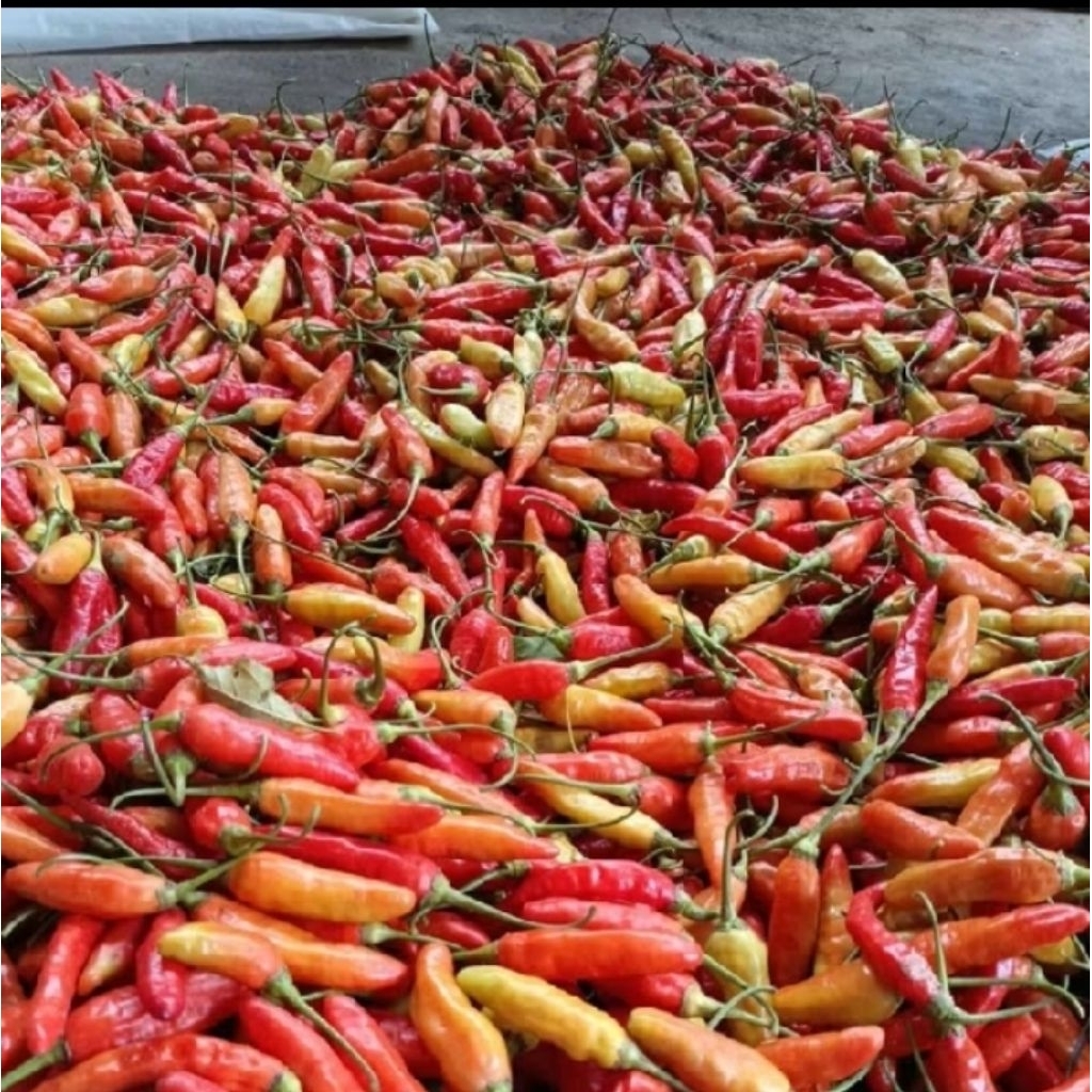 

Cabai Rawit Baru Petik / Fresh Isi 1 Kg