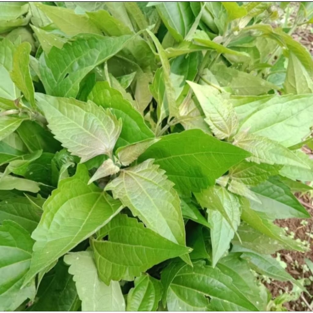 

DAUN BALAKACIDA SEGAR 500 GRAM