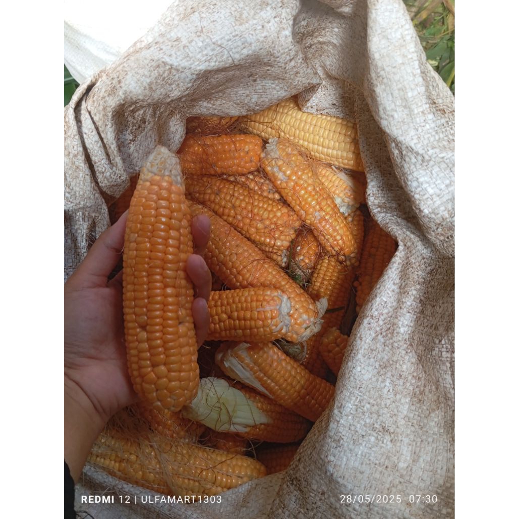 

jagung 1 kg