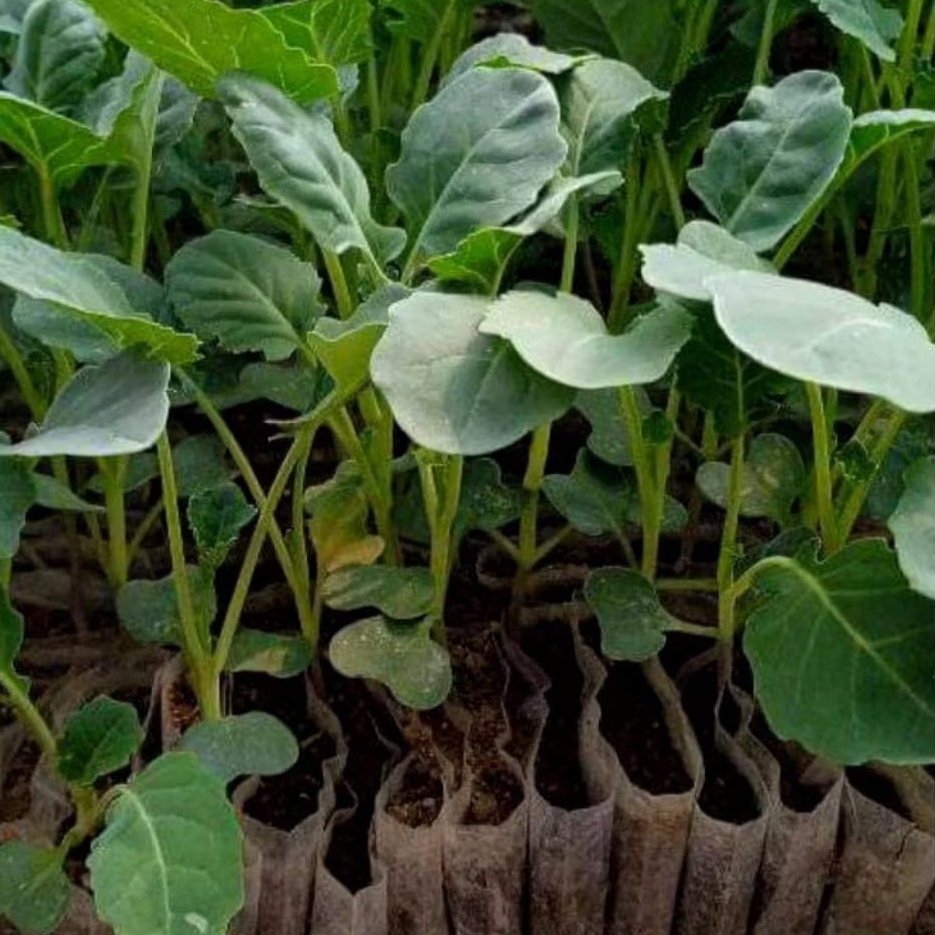 

DIARY PETANI - Paket 150 Bibit Hidup Brokoli Hijau Siap Tanam