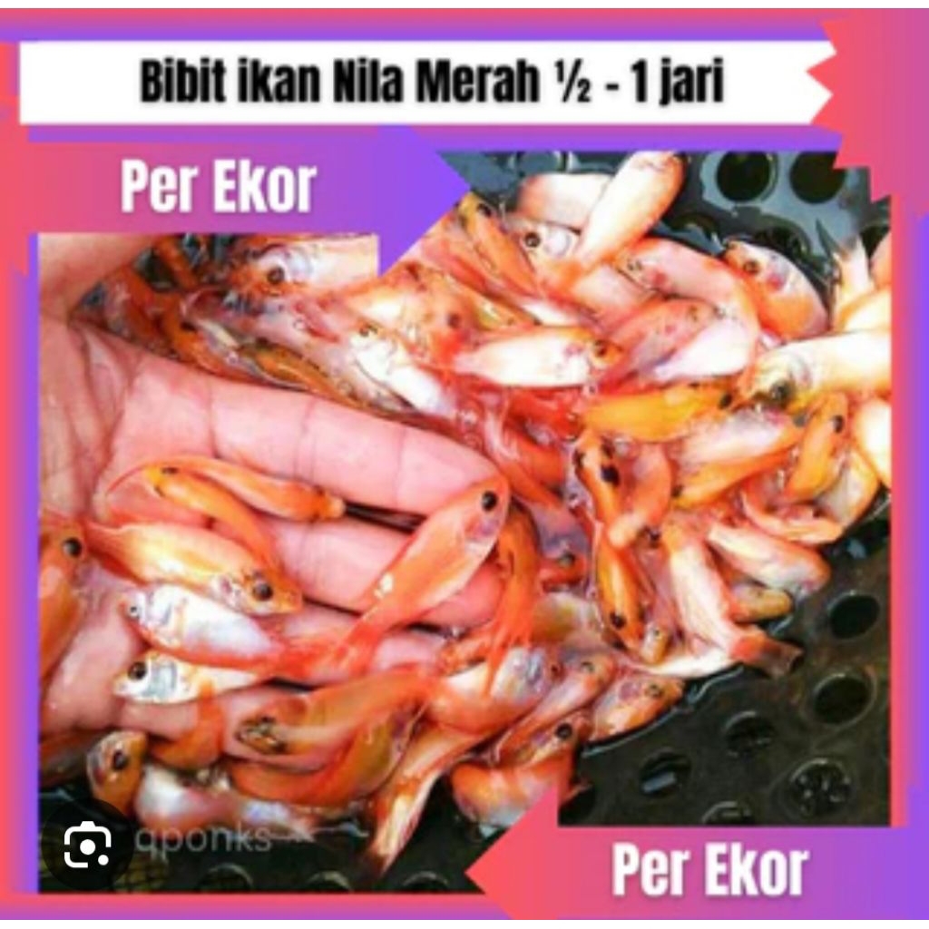 

gambar nila merah minimal 10 pcs