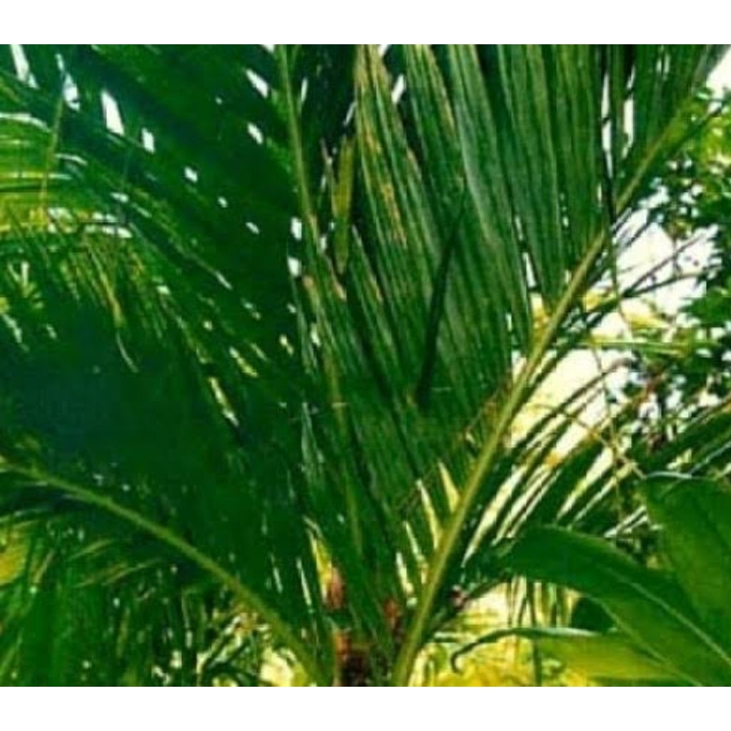 

Daun pinang segar petik langsung 500 gram