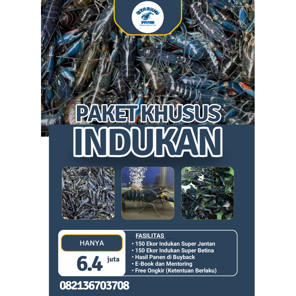 

PAKET KHUSUS INDUKAN LOBSTER AIR TAWAR