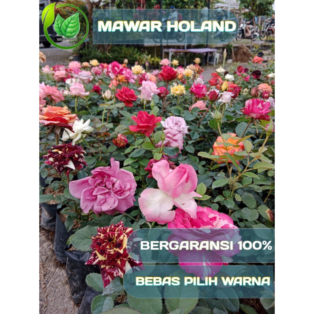 Tanaman Bunga Mawar  HOLAND SUPER JUMBO (Bisa Pilih Warna) BIBIT  BERGARANSI BERLABEL YAAS KEMBANG