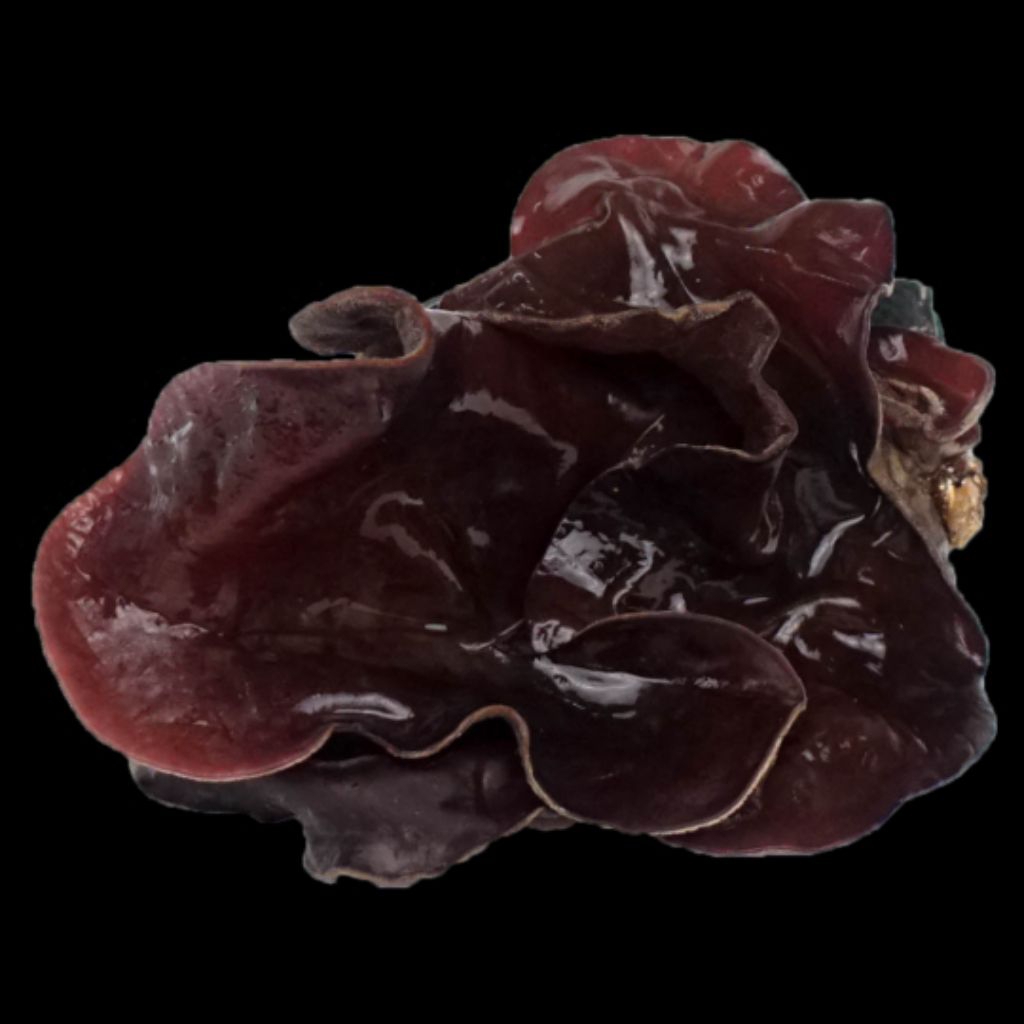 

jamur kuping 250g