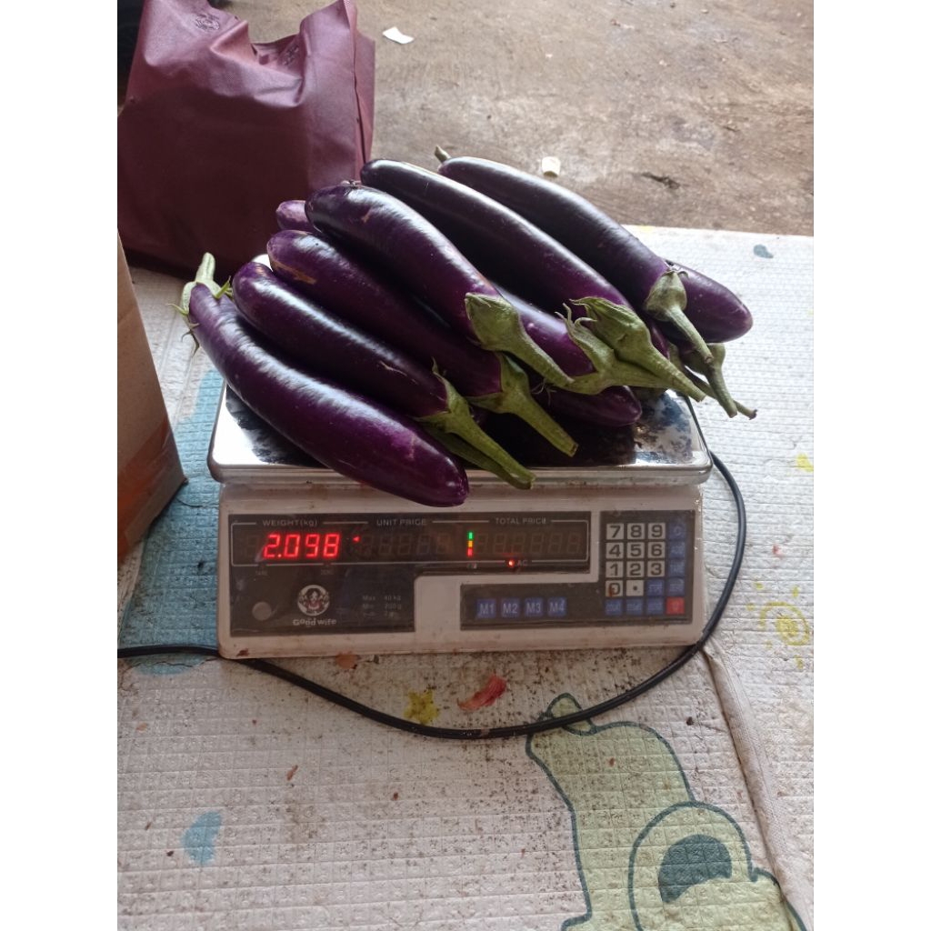 

Terong Ungu Manis M72.F1 murah 1kg