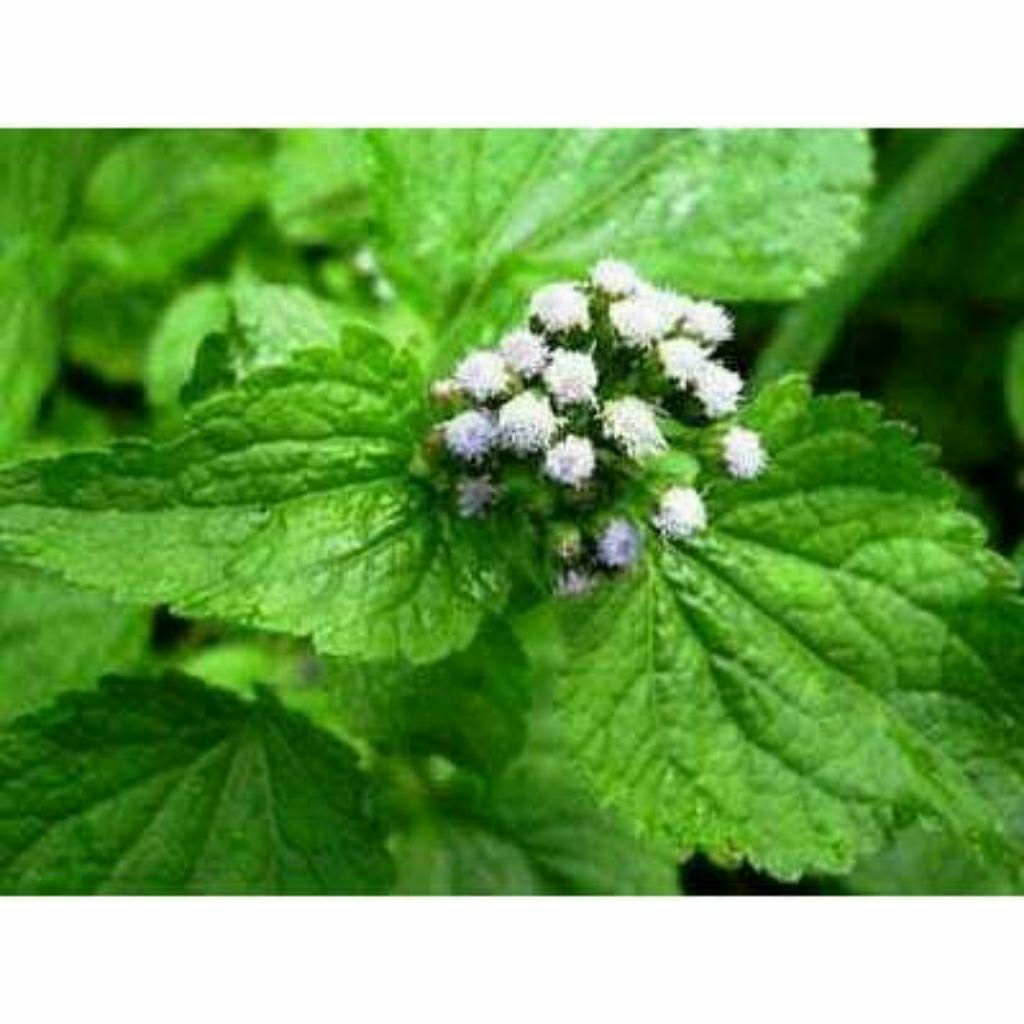 

daun bandotan/babadotan 1kg