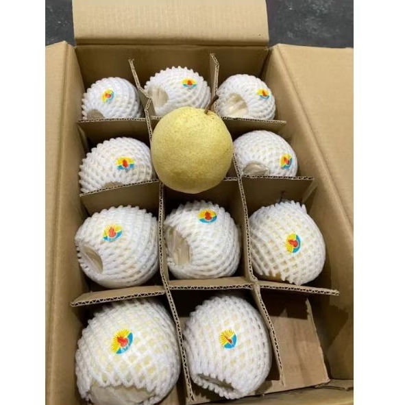 

GROSIR Termurah Sweet Pear / Pear Madu - Manis Renyah Fresh