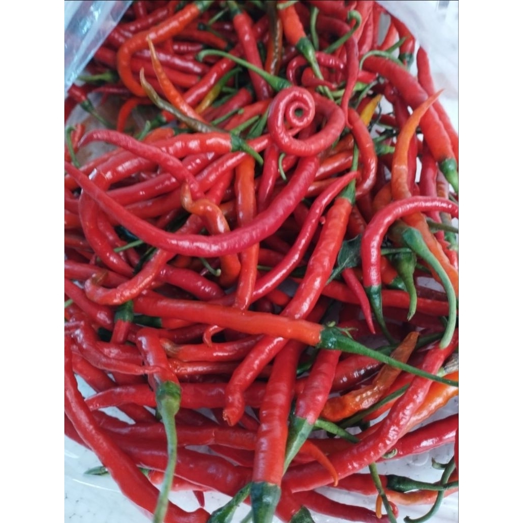 

CABE MERAH KERITING MURAH|JAJAN SAYUR BANDUNG|CABE KERITING