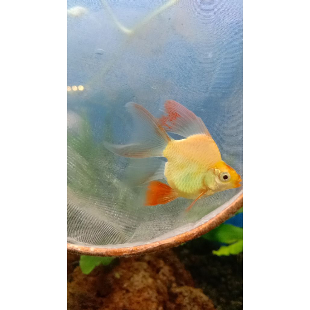 SUMATRA BALON GOLDEN SLAYER