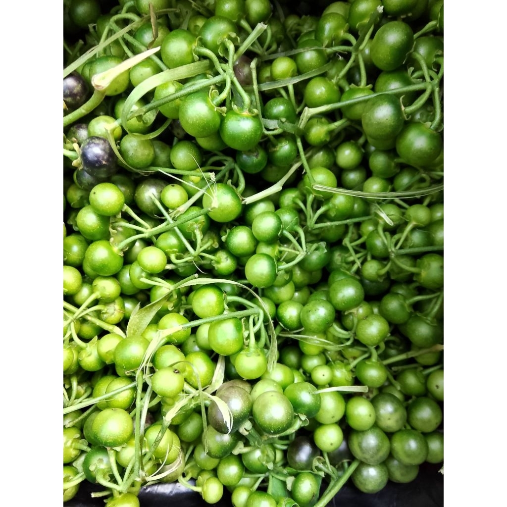 

Buah leunca atau terung hitam segar per 1kg